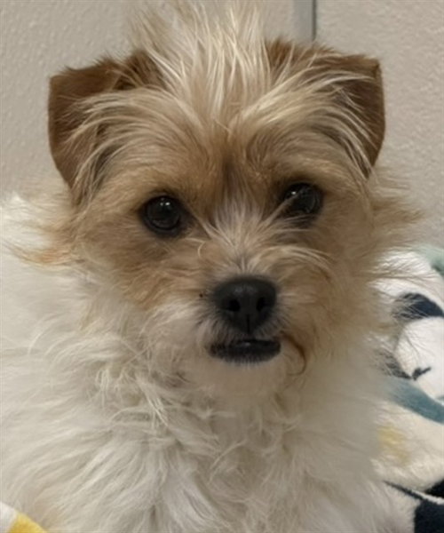 *OLVIA, an adoptable Cairn Terrier in Sacramento, CA