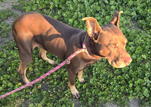 *PENNY, an adoptable Doberman Pinscher in Sacramento, CA