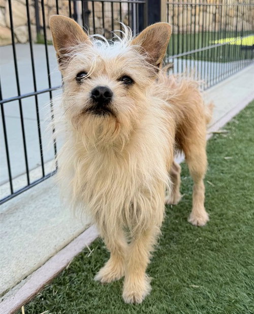 *TEDDY, an adoptable Cairn Terrier in Sacramento, CA