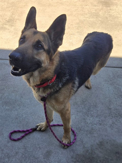 *REGGIE, an adoptable German Shepherd Dog in Sacramento, CA