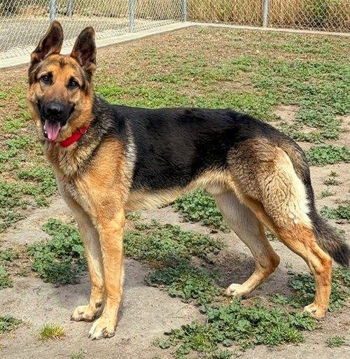 picture of the dog needing adoption
