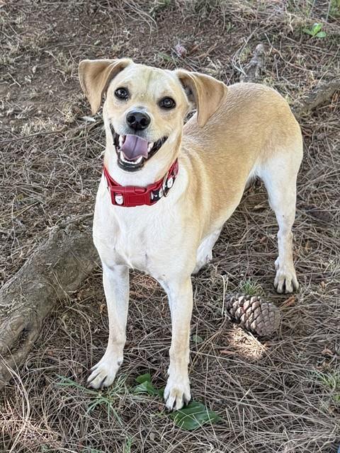 *MASON, an adoptable Beagle in Sacramento, CA