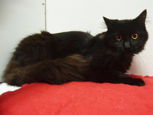 *BARCLAY, an adoptable Domestic Long Hair in Sacramento, CA