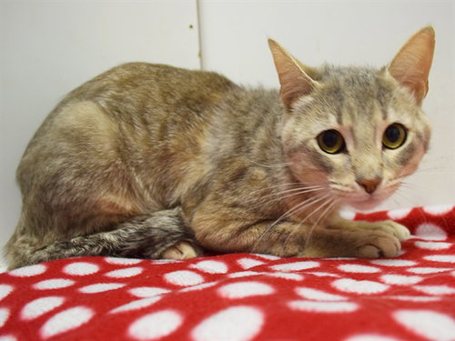 SNOWBALL, an adoptable Domestic Short Hair in Sacramento, CA