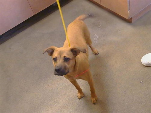 JAZZY, an adoptable Belgian Shepherd Malinois in Sacramento, CA