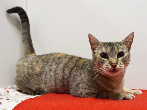 *ETTA, an adoptable Domestic Short Hair in Sacramento, CA