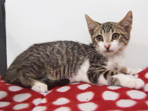 A900414, an adoptable Domestic Short Hair in Sacramento, CA