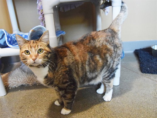 *CARMEN, Senior Domestic Short Hair (medium coat), cat for adoption in Citrus Heights, California