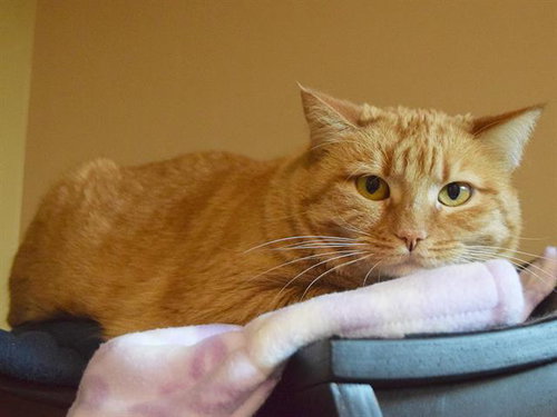 *RUBY, Adult Domestic Short Hair (medium coat), cat for adoption in Citrus Heights, California