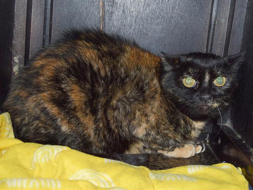 *TYRA, Adult Domestic Short Hair (medium coat), cat for adoption in Citrus Heights, California