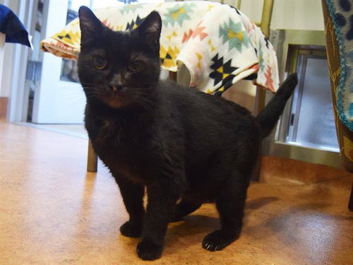 *TRIXIE, Senior Domestic Short Hair (medium coat), cat for adoption in Citrus Heights, California