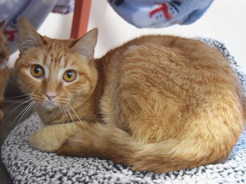 *TOOTSIE, Adult Domestic Short Hair (medium coat), cat for adoption in Citrus Heights, California