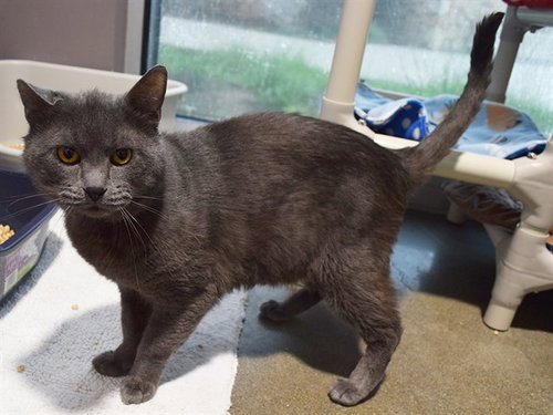 picture of the cat needing adoption