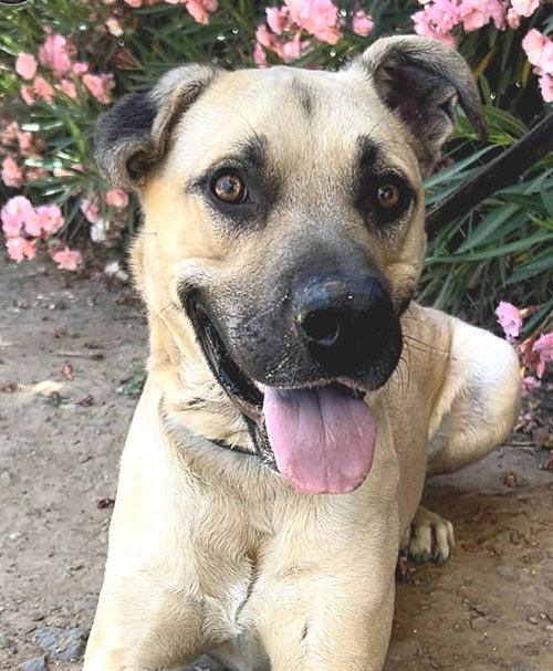 CHARLIE, an adoptable Pit Bull Terrier in Sacramento, CA