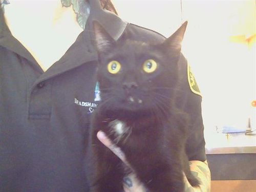 picture of the cat needing adoption