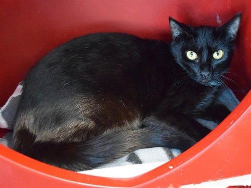 *BINX, Young Domestic Short Hair (medium coat), cat for adoption in Citrus Heights, California