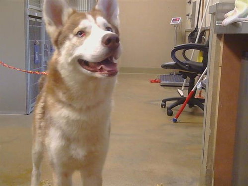 picture of the dog needing adoption