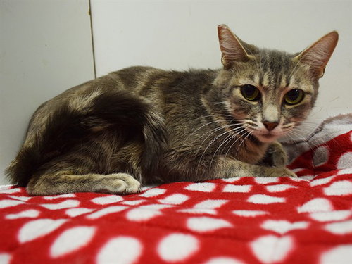 *ABIGAIL, Adult Domestic Short Hair (medium coat), cat for adoption in Citrus Heights, California