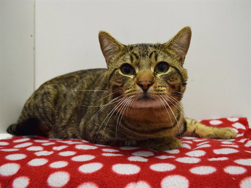 *XAVIER, Adult Domestic Short Hair (medium coat), cat for adoption in Citrus Heights, California