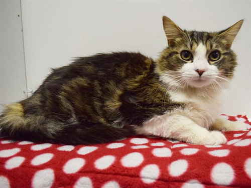 *FLUFFERNUTTER, Adult Domestic Medium Hair (medium coat), cat for adoption in Citrus Heights, California