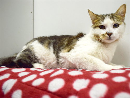 *SMUDGE, Adult Domestic Medium Hair (medium coat), cat for adoption in Citrus Heights, California
