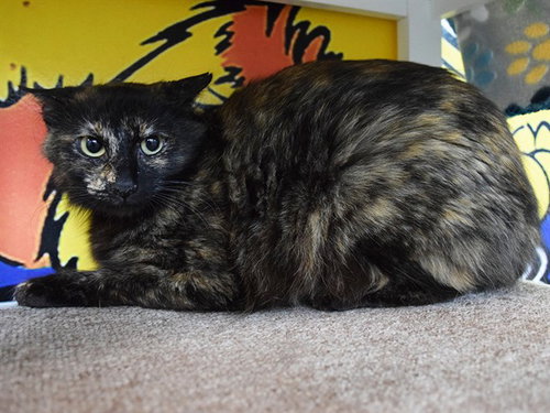 *NORA, Adult Domestic Medium Hair (medium coat), cat for adoption in Citrus Heights, California
