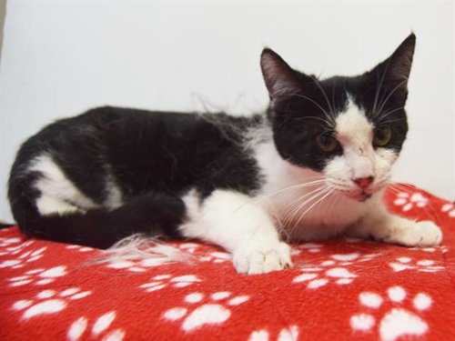 *MACY, Young Domestic Short Hair (medium coat), cat for adoption in Citrus Heights, California