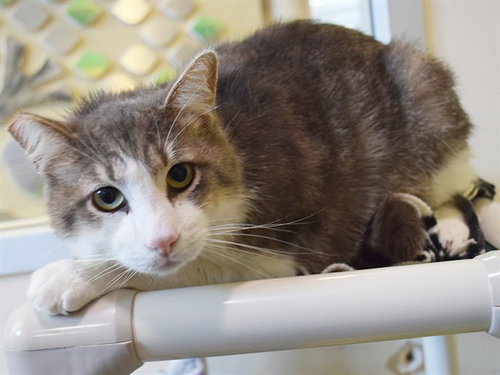 *EPHRAIM, Adult Domestic Short Hair (medium coat), cat for adoption in Citrus Heights, California