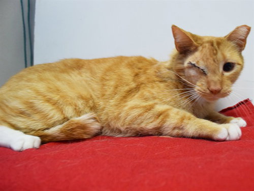 *PURRLOCK HOLMES, Adult Domestic Short Hair (medium coat), cat for adoption in Citrus Heights, California