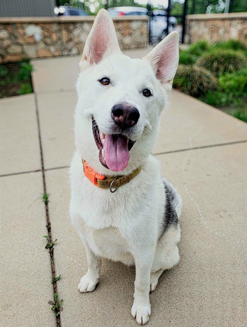 *POP ROCKS, an adoptable Siberian Husky in Sacramento, CA