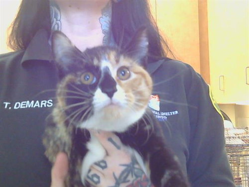 *QUINN, Baby Domestic Short Hair (medium coat), cat for adoption in Citrus Heights, California