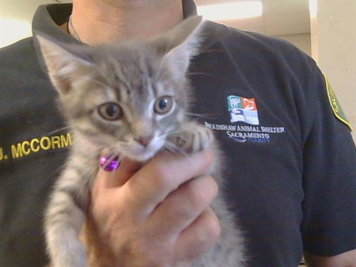 *SHADOW, Baby Domestic Short Hair (medium coat), cat for adoption in Citrus Heights, California