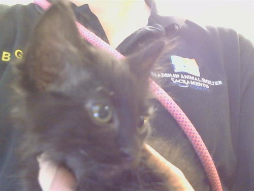 *MORTICIA, Baby Domestic Short Hair (medium coat), cat for adoption in Citrus Heights, California