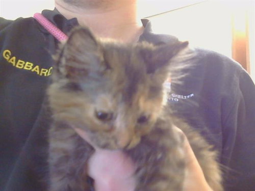 *LIZZIE, Baby Domestic Short Hair (medium coat), cat for adoption in Citrus Heights, California