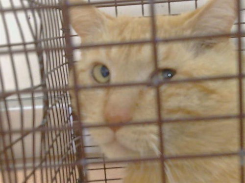 A916612, Adult Domestic Short Hair (medium coat), cat for adoption in Citrus Heights, California
