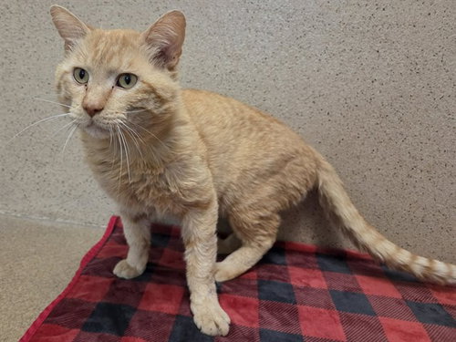 *EVERETT, Adult Domestic Short Hair (medium coat), cat for adoption in Oakley, California