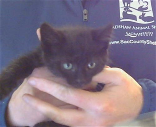 A917227, Baby Domestic Short Hair (medium coat), cat for adoption in Citrus Heights, California