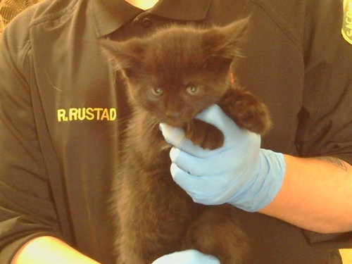 A917229, Baby Domestic Short Hair (medium coat), cat for adoption in Citrus Heights, California