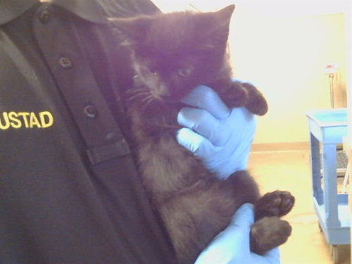 A917230, Baby Domestic Short Hair (medium coat), cat for adoption in Citrus Heights, California
