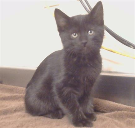 A917231, Baby Domestic Short Hair (medium coat), cat for adoption in Citrus Heights, California
