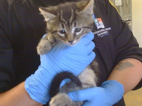 A917232, Baby Domestic Short Hair (medium coat), cat for adoption in Citrus Heights, California