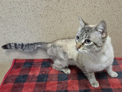 ELSA, Adult Siamese (medium coat), cat for adoption in Oakley, California