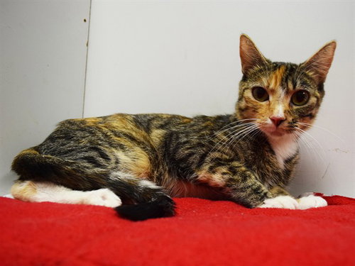 *LEELA, Young Domestic Short Hair (medium coat), cat for adoption in Oakley, California