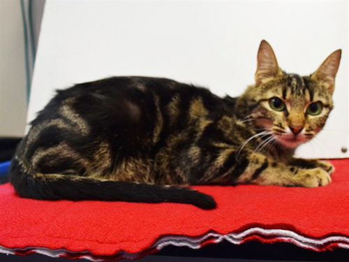 *HOPE, Young Domestic Short Hair (medium coat), cat for adoption in Oakley, California