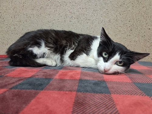*ANNIE, Young Domestic Short Hair (medium coat), cat for adoption in Oakley, California