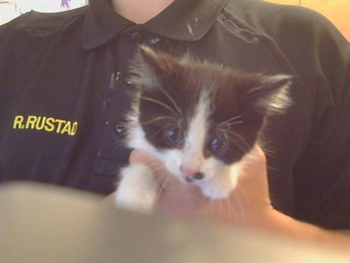 FRANK, Baby Domestic Short Hair (medium coat), cat for adoption in Oakley, California