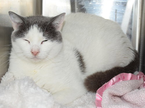 *VERA (GARDEN CAT), Adult Domestic Short Hair (medium coat), cat for adoption in Oakley, California