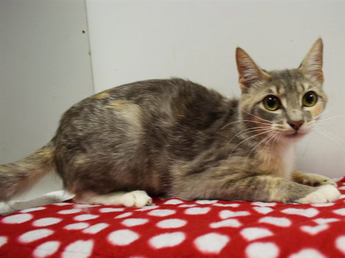 A916812, Young Domestic Short Hair (medium coat), cat for adoption in Oakley, California