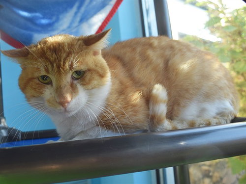 *DIJON, an adoptable Domestic Short Hair in Sacramento, CA