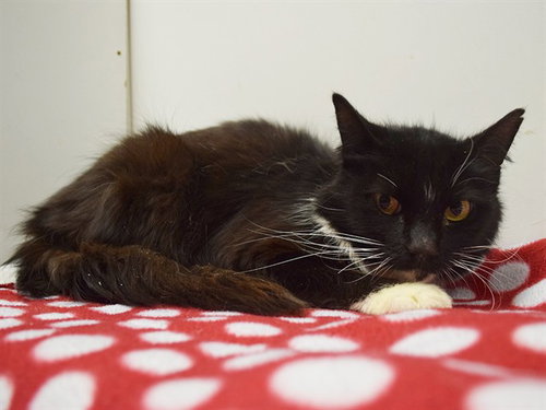 *NETTIE, an adoptable Domestic Short Hair in Sacramento, CA